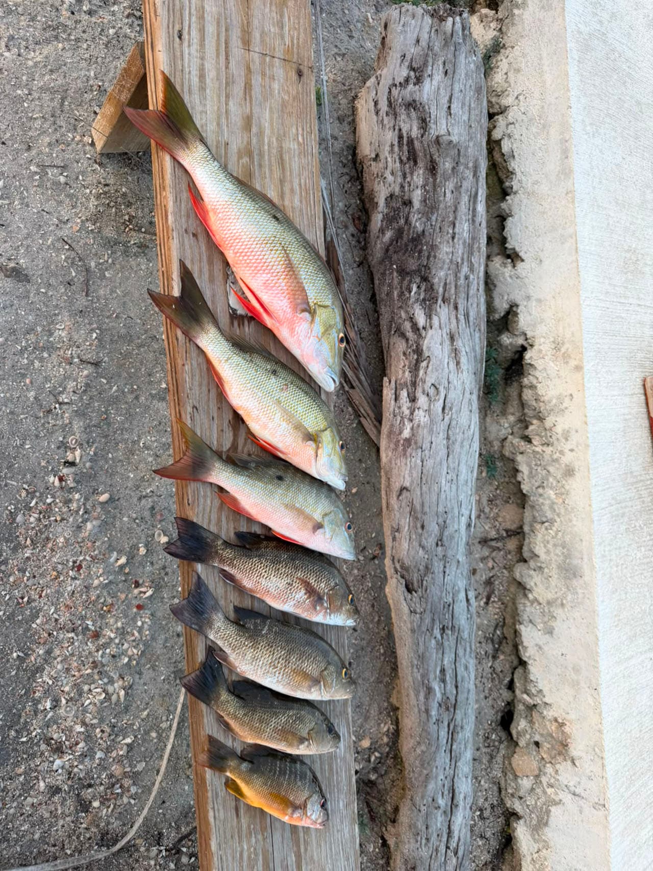 Mangrove Bay Dock Fishing photo 4