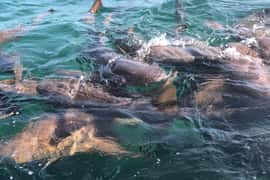 San Pedro: Snorkeling with 4 Stops, Sharks, and Lunch