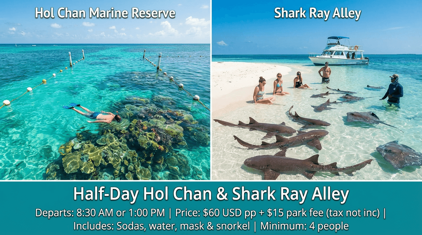 Half-Day Hol Chan & Shark Ray Alley